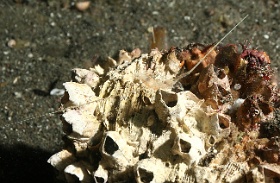 Komodo 2016 - Postlarval Spiny lobster - Langouste phase post larve - IMG_6646_rc